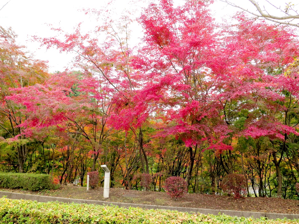 モミジ紅葉情報　11月8日（木）現在