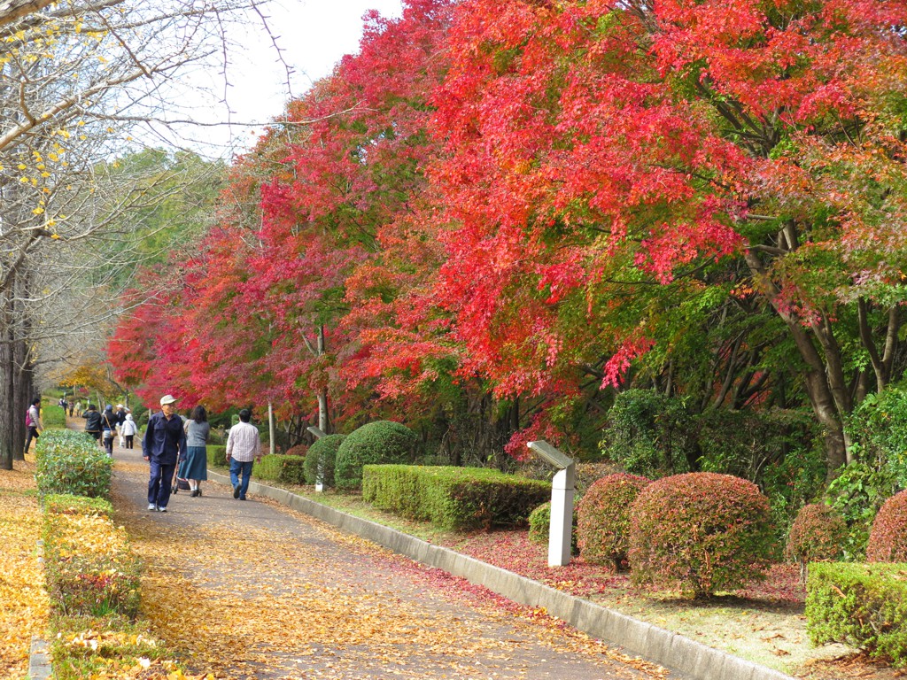 モミジ紅葉情報　11月11日（日）現在