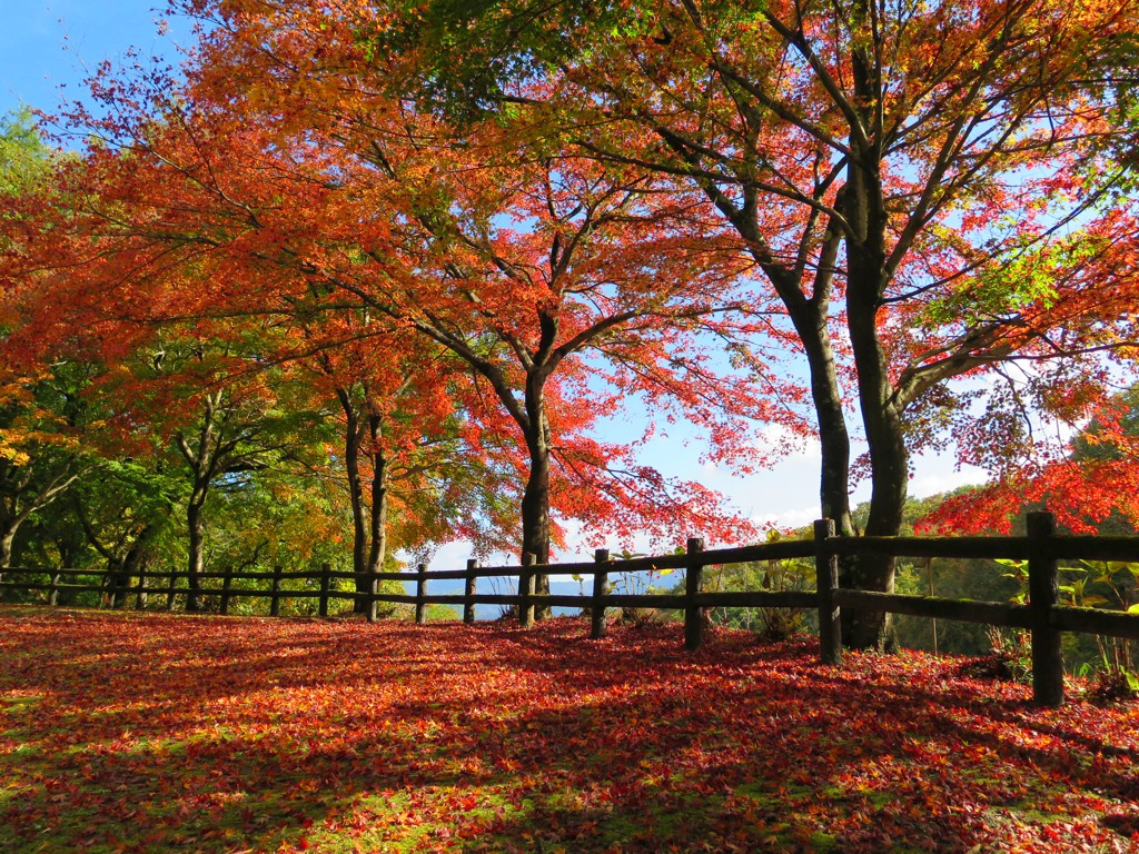 モミジ紅葉情報　11月14日（水）現在