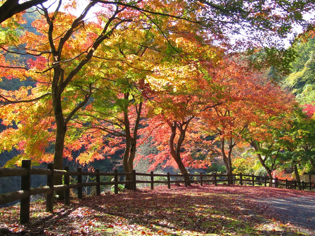 モミジ紅葉情報　11月16日（金）現在