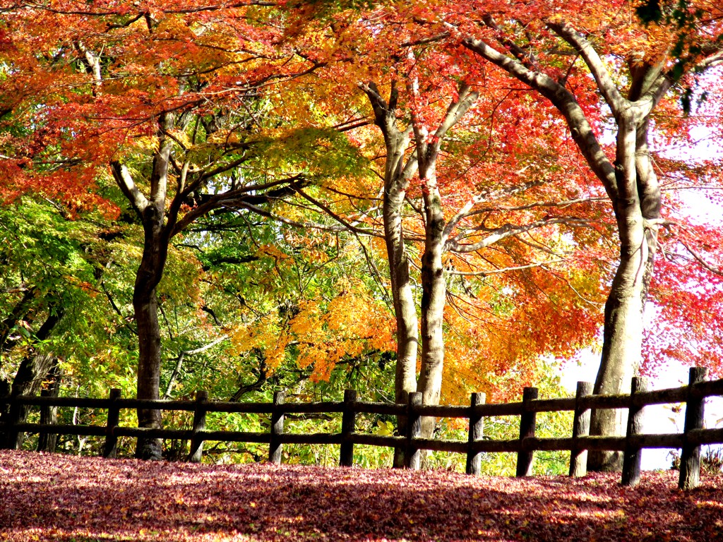 モミジ紅葉情報　11月19日（月）現在