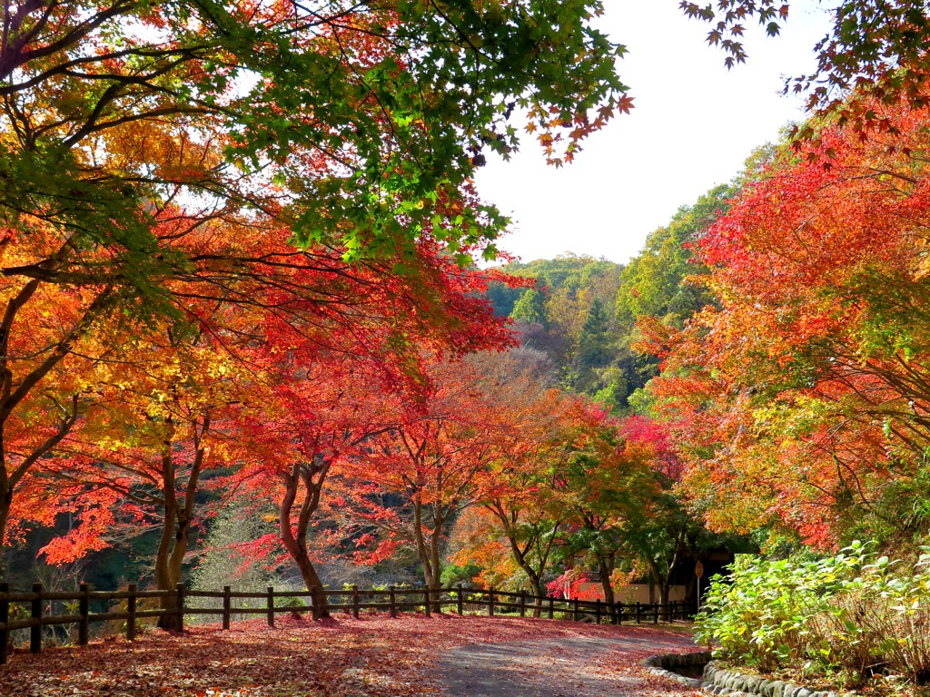 モミジ紅葉情報　11月21日（水）現在