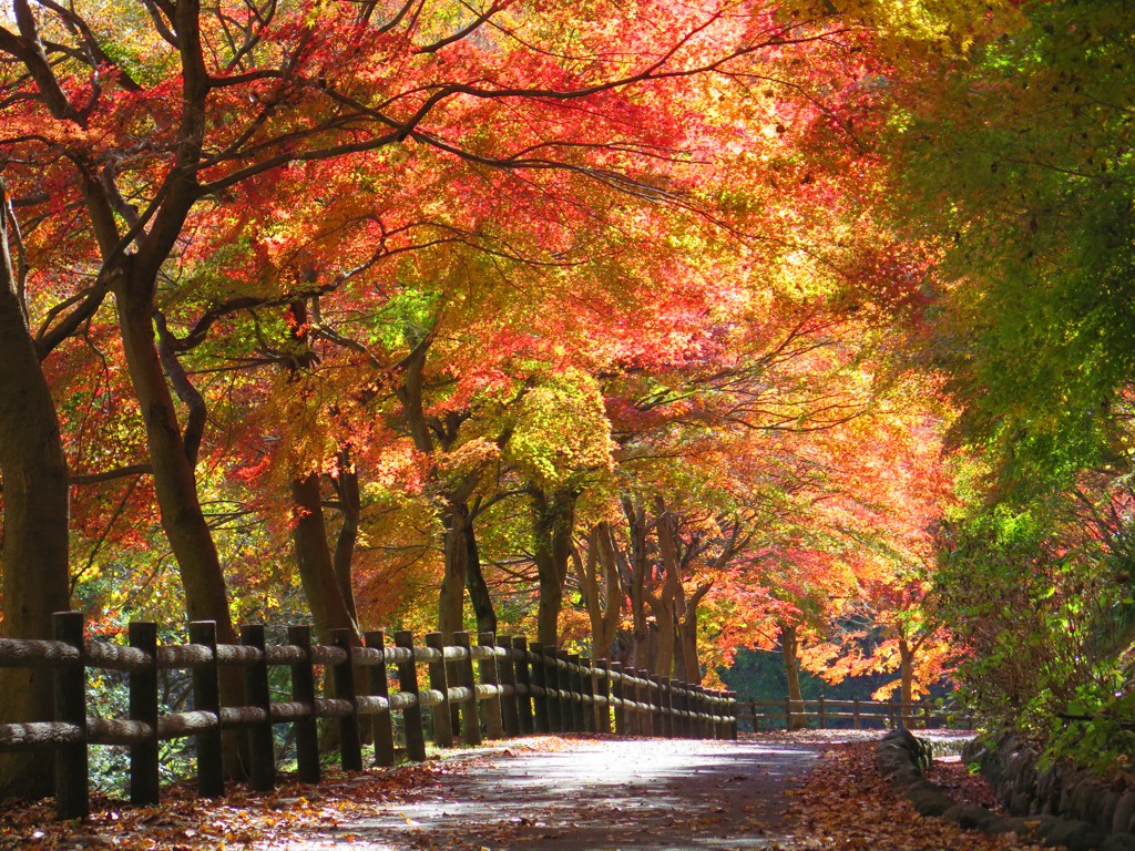 モミジ紅葉情報　11月24日（土）現在