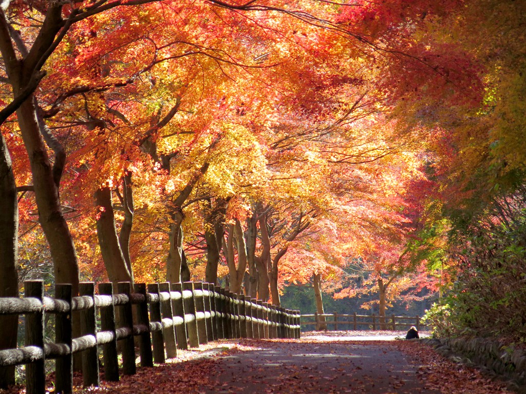 モミジ紅葉情報　11月28日（水）現在