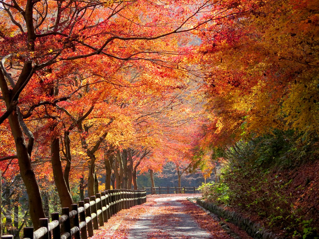 モミジ紅葉情報　12月1日（土）終了