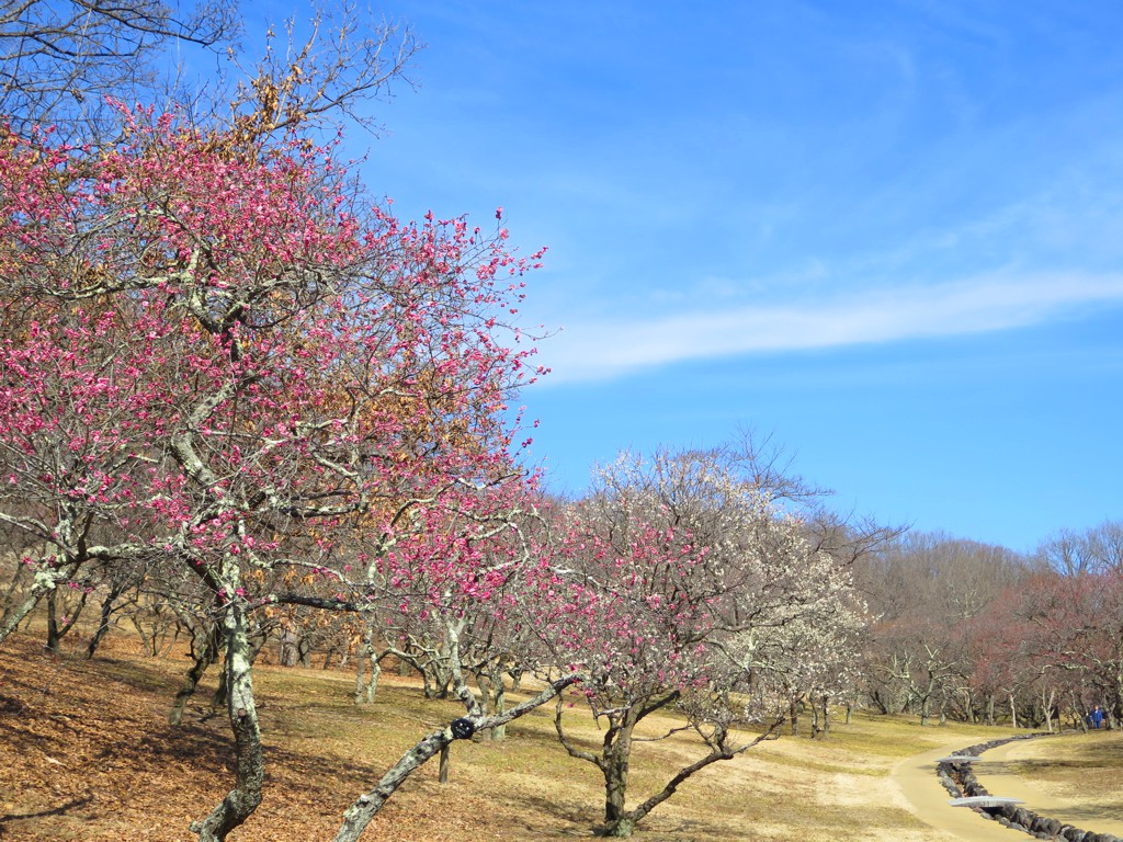 梅園　開花情報　2月24日（晴）