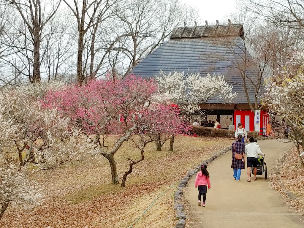 梅園　開花情報　3月10日（曇り）【見頃】