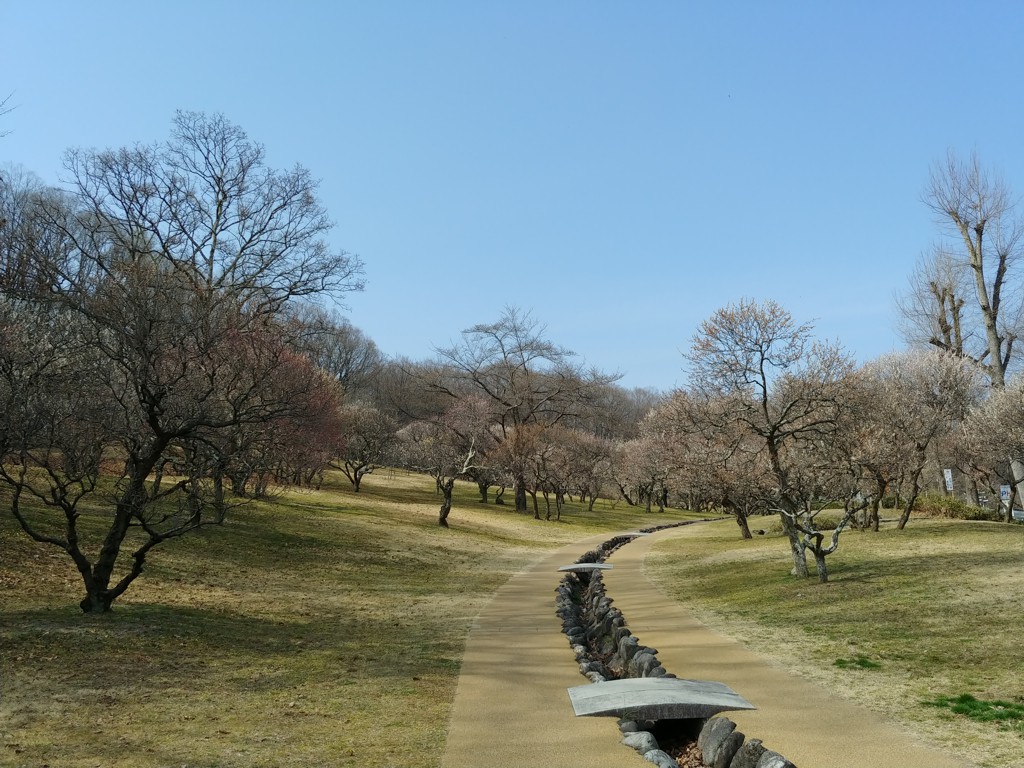 梅園　開花情報　3月25日（晴）【終了】