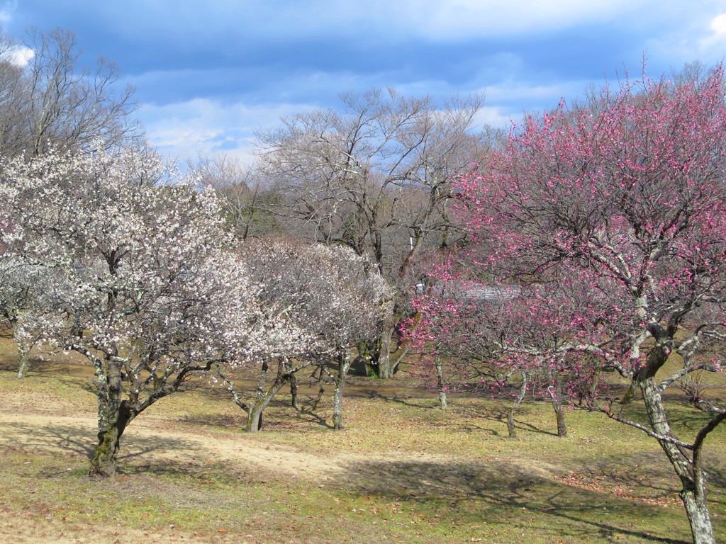 梅園　開花情報　3月1日（晴）
