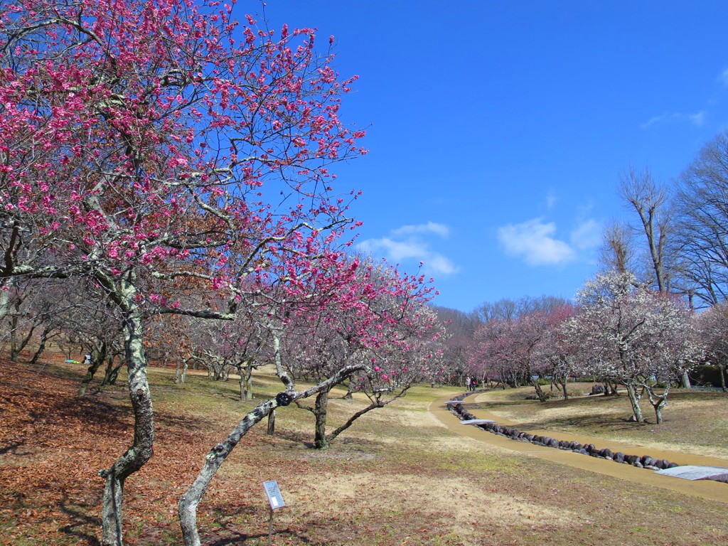 梅園　開花情報　3月5日（晴）【見頃】