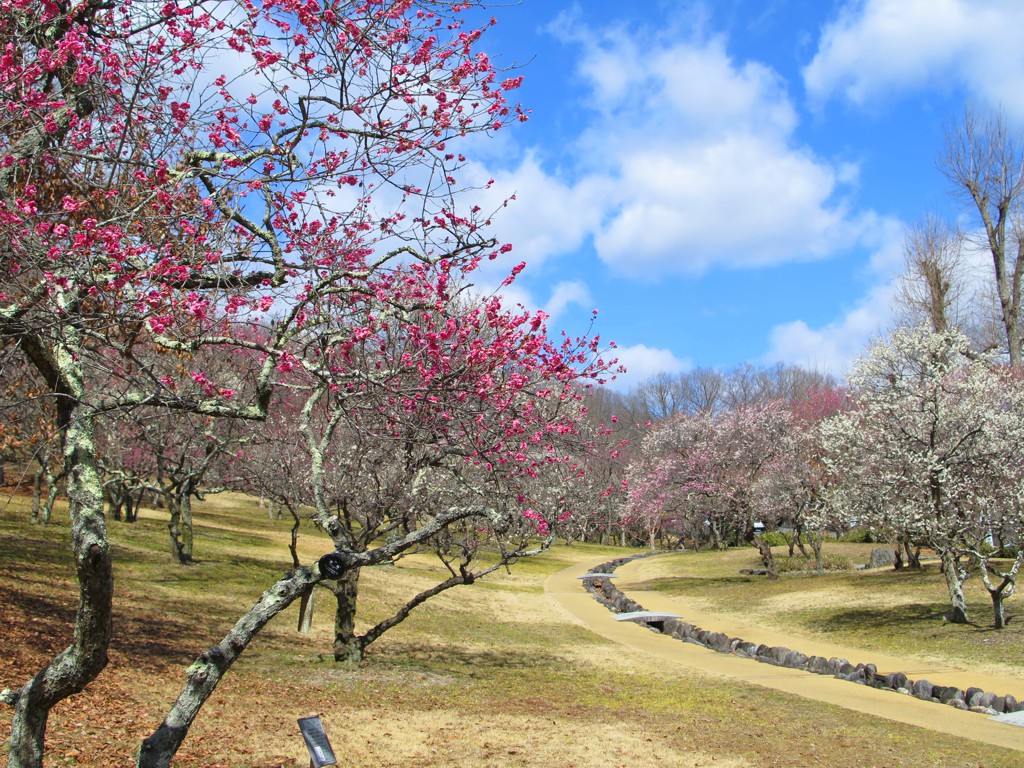 梅園　開花情報　3月８日（晴）【見頃】