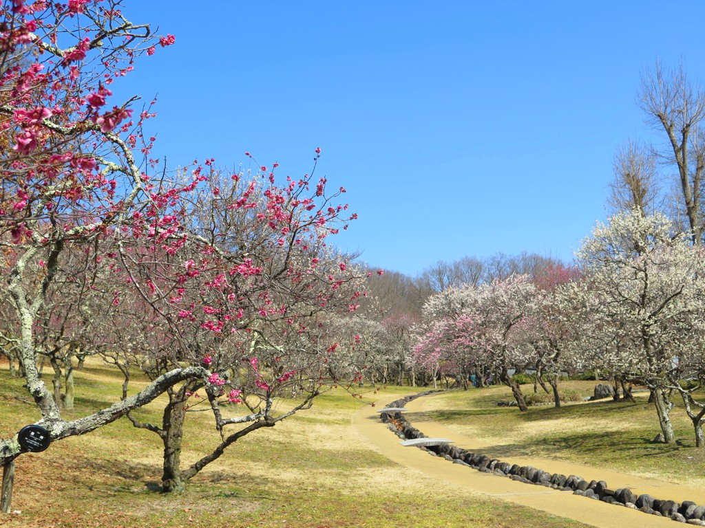 梅園　開花情報　3月12日（晴）【満開】