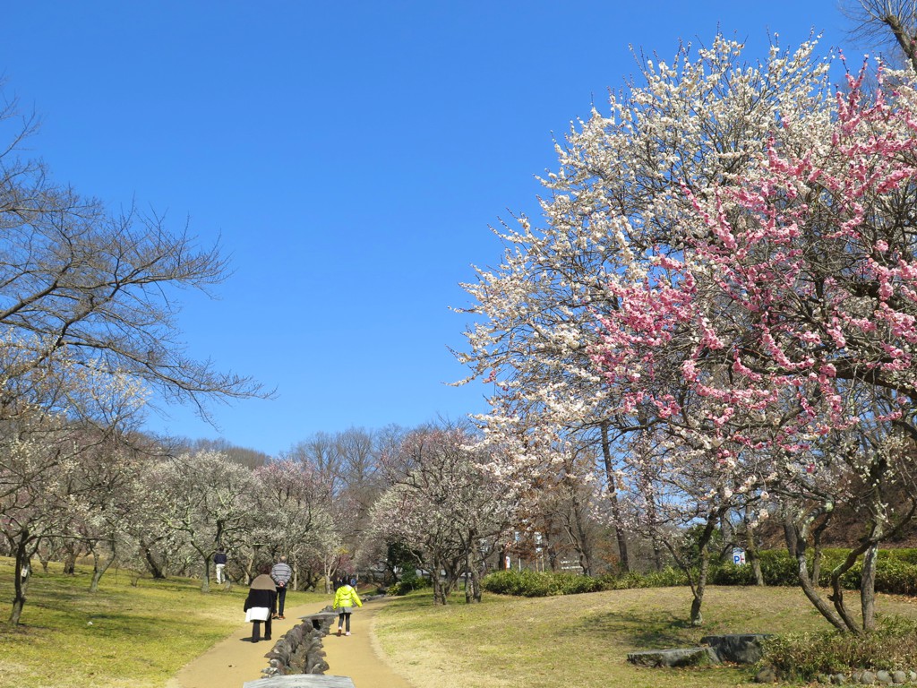 梅園　開花情報　3月15日（晴）【満開】