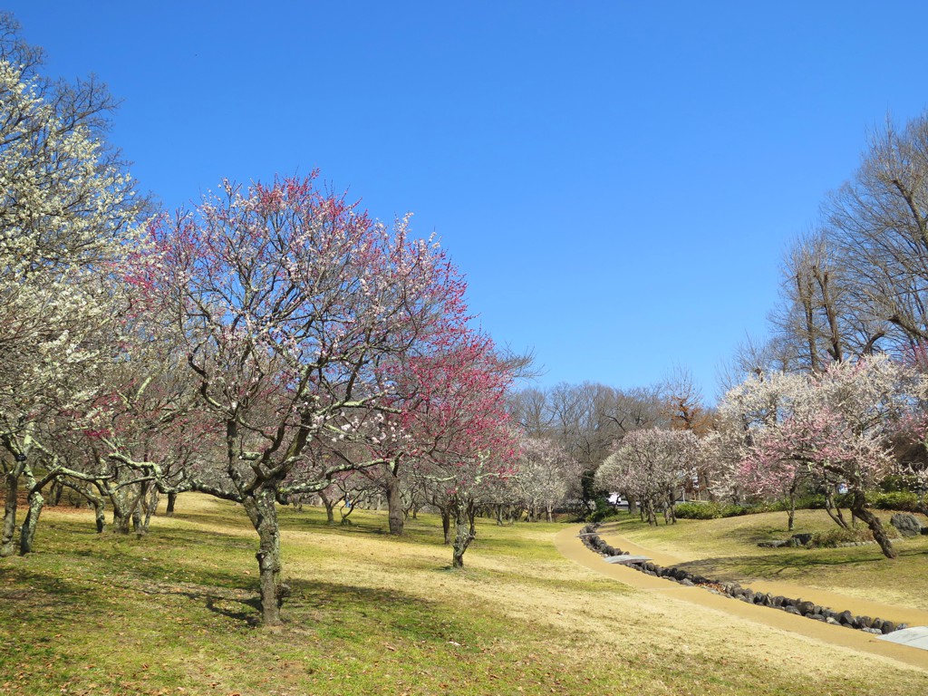 梅園　開花情報　3月20日（晴）【散り際】