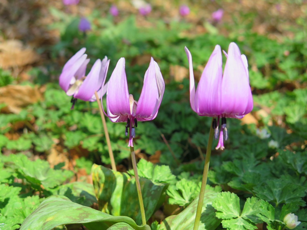 カタクリの開花状況　３月２７日（晴）