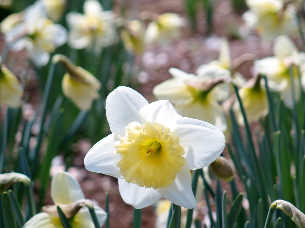 スイセンの開花状況　３月２７日（晴）