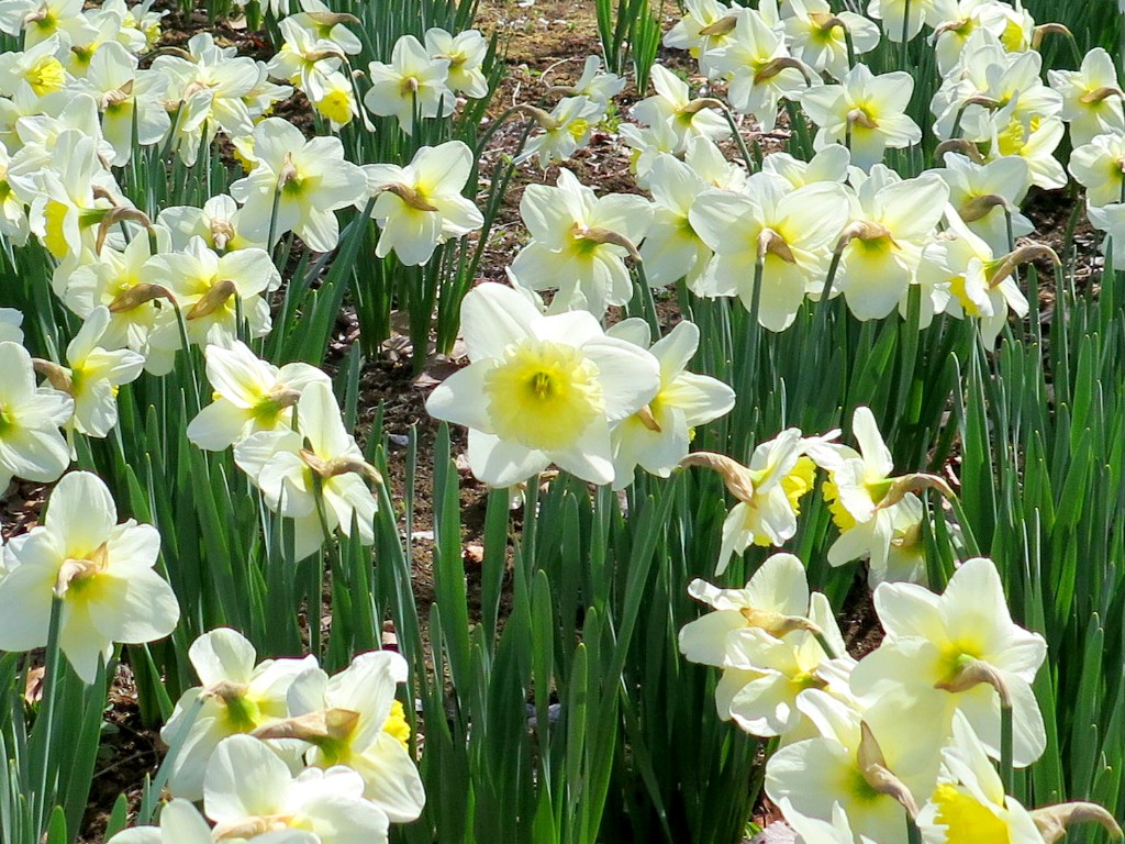 スイセンの開花状況　３月３１日（晴）