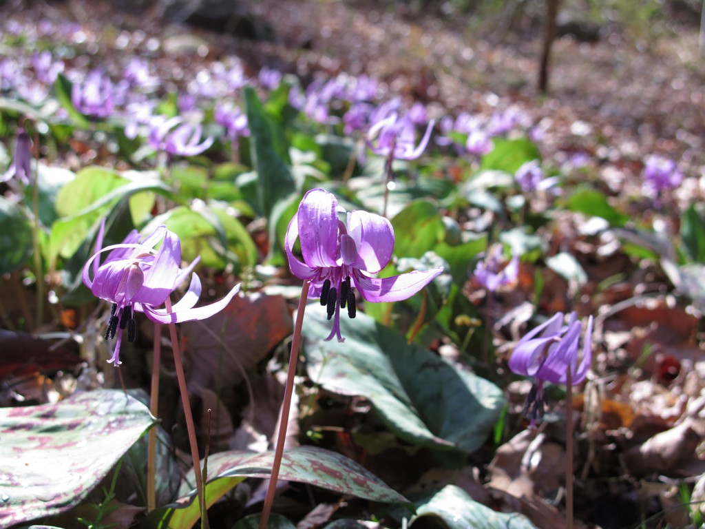 カタクリの開花状況　３月３１日（晴）