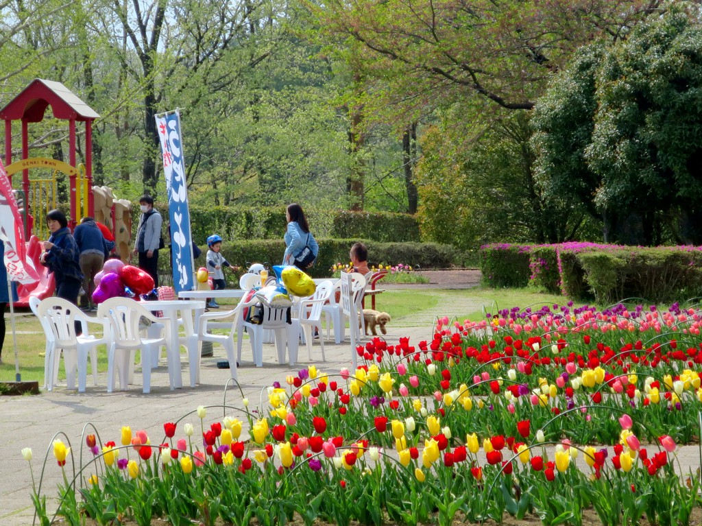 チューリップ開花状況 ４月２１日　咲き始めました
