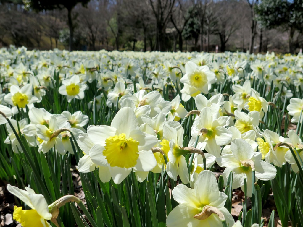 スイセンの開花状況　４月４日（晴）