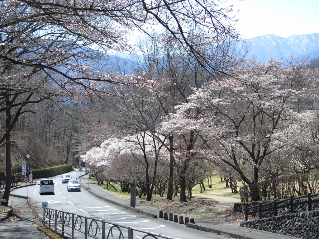 桜の開花状況　４月４日（晴）もうすぐ見頃