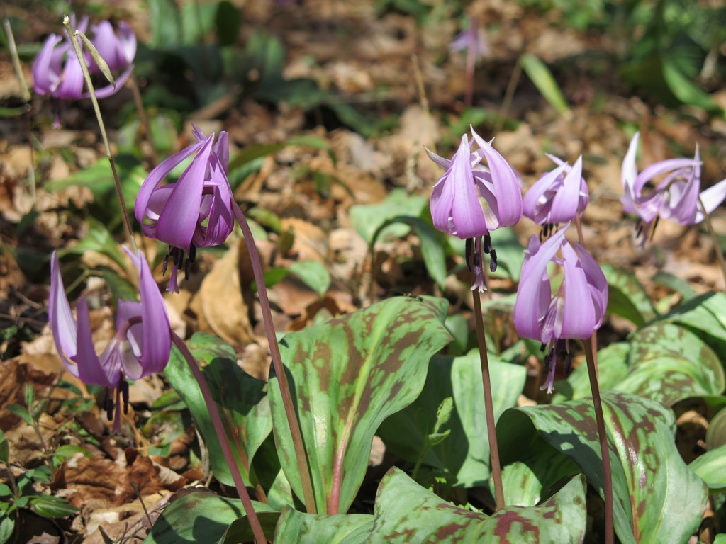 カタクリの開花状況　４月４日（晴）