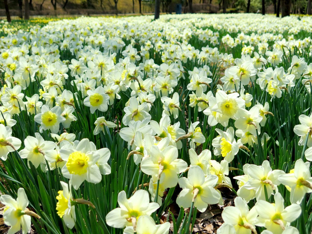 スイセンの開花状況　４月６日（晴）５割咲