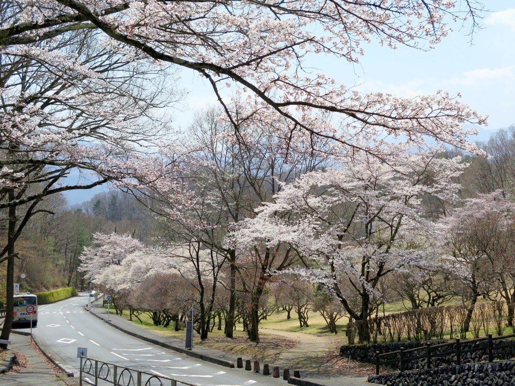 桜の開花状況　４月６日（晴）ほぼ満開