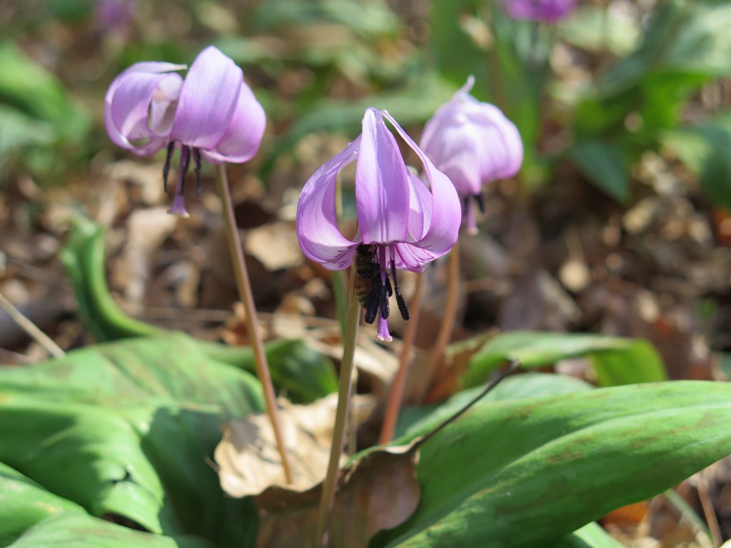 カタクリの開花状況　４月６日（晴）