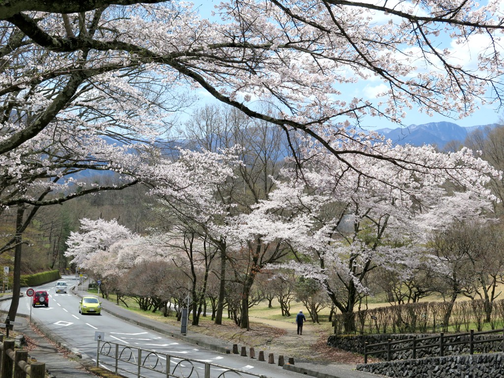 桜の開花状況　４月９日（晴）満開