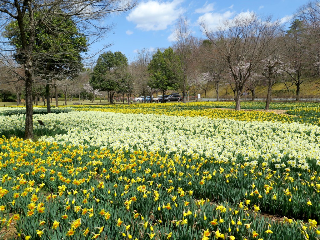 スイセンの開花状況　４月９日（晴）　７割