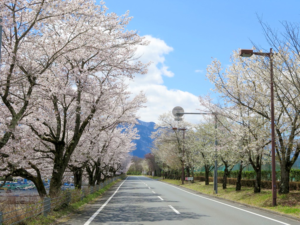 桜の開花状況　４月１１日（晴）見頃