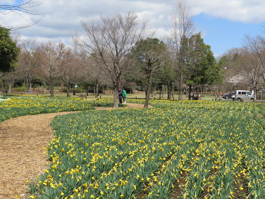 スイセンの開花状況　４月１１日（晴）　雪の影響