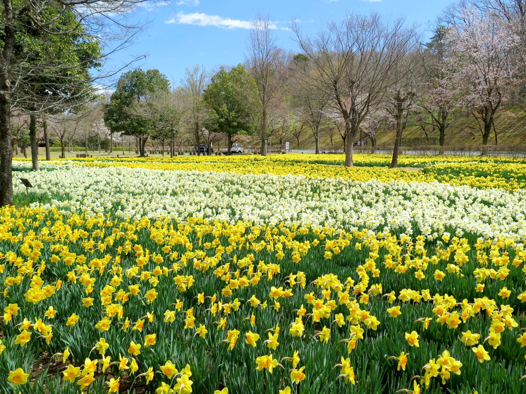 スイセンの開花状況　４月１５日（晴）ピークです。