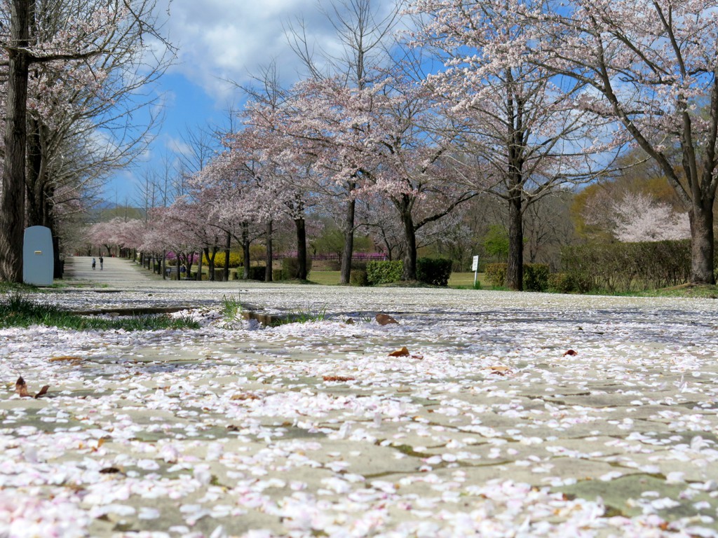 桜の開花状況　４月１５日（晴）ほぼ終了