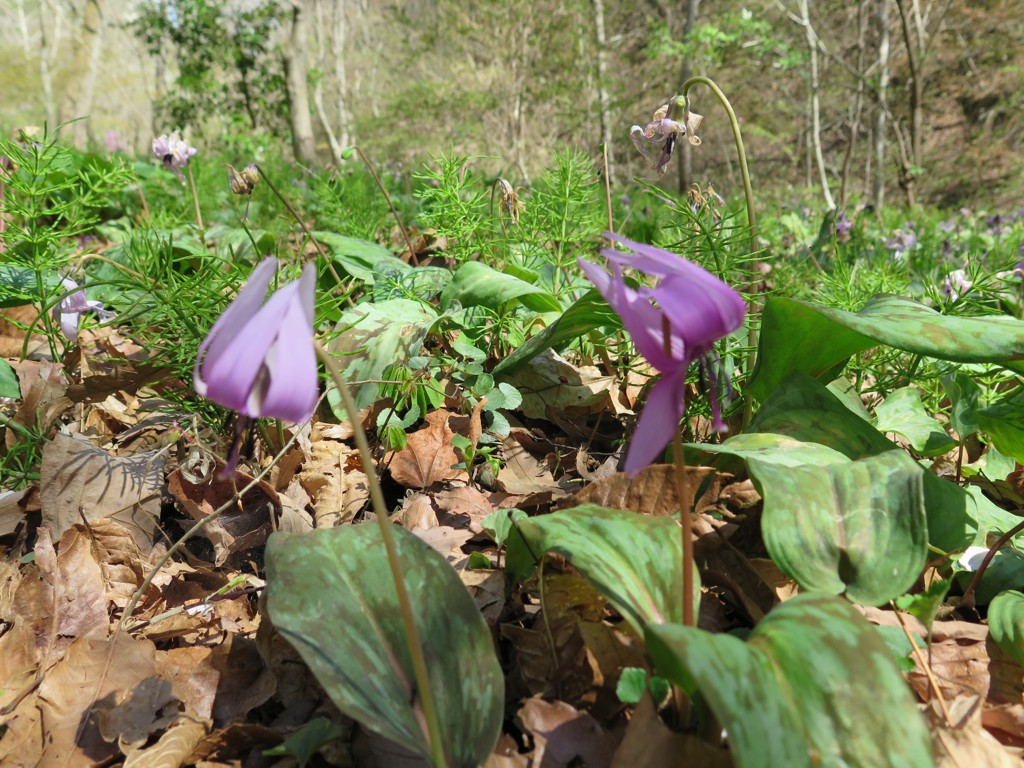 カタクリ・ニリンソウの開花状況　４月１５日（晴）