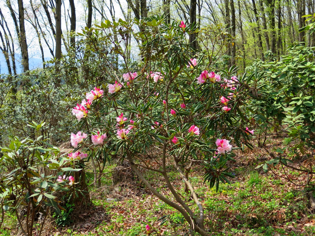 シャクナゲの開花状況　４月２０日（つぼみ）