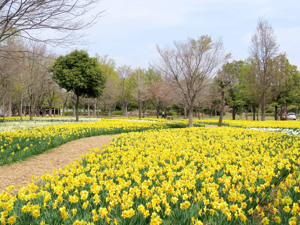 スイセンの開花状況　４月１９日（晴）見頃です。
