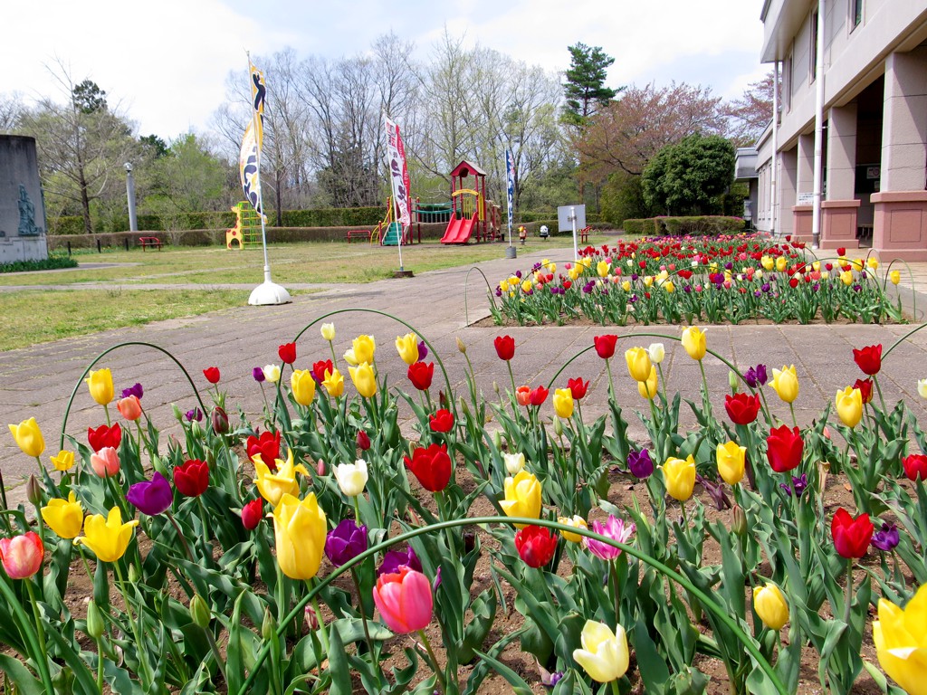 チューリップ開花状況 ４月１９日　咲き始めました