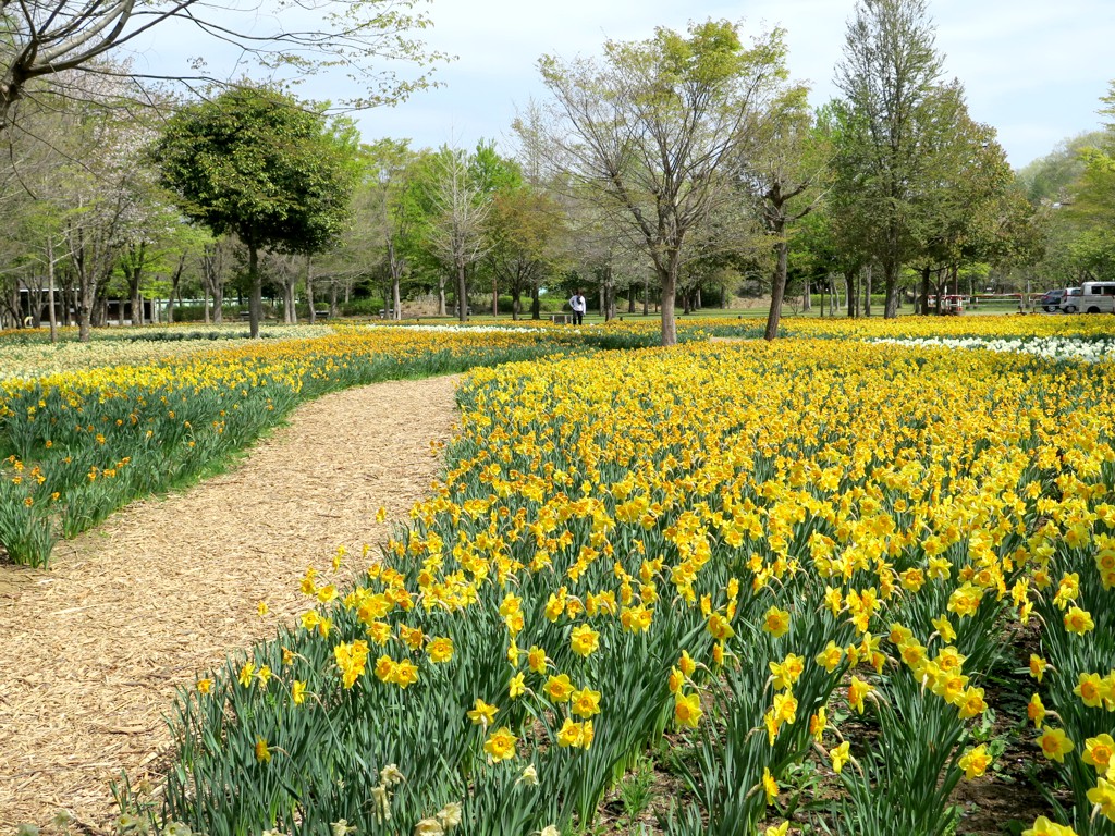 スイセンの開花状況　４月２３日（晴）ほぼ終了
