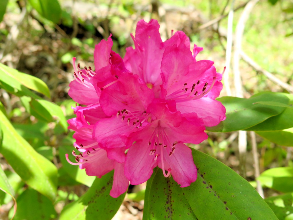 シャクナゲの開花状況　４月２３日（つぼみ）