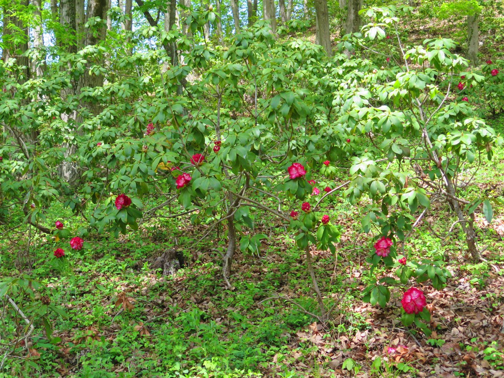 シャクナゲの開花状況　４月２９日（一部開花）