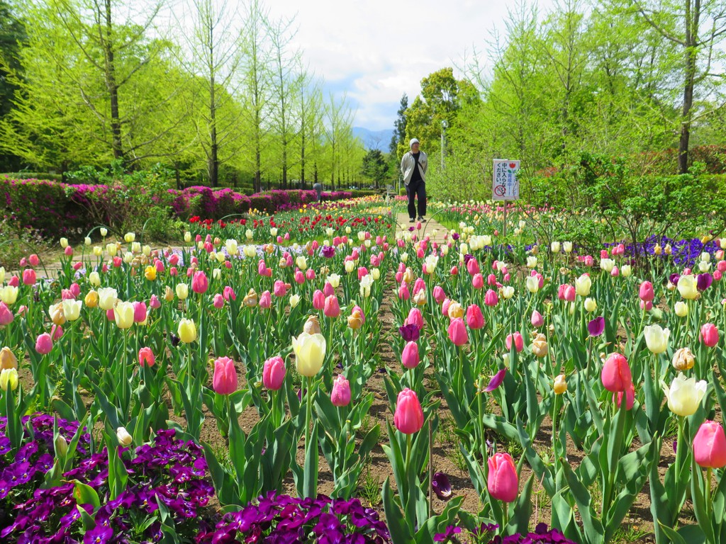 チューリップ開花状況 ４月２９日　見頃です。