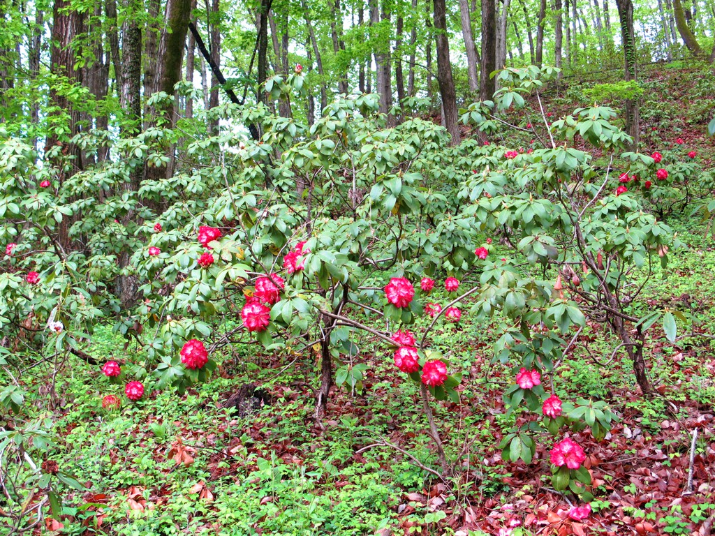 シャクナゲの開花状況　５月２日（一部開花）