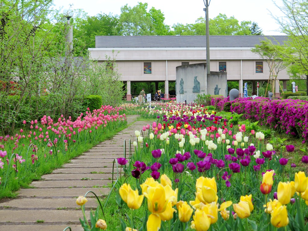 チューリップ開花状況 ５月２日　終盤