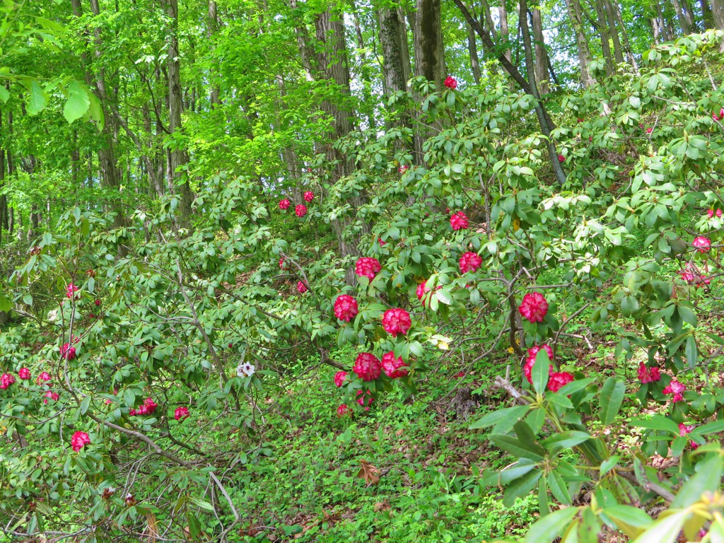 シャクナゲの開花状況　５月５日（咲き始め）