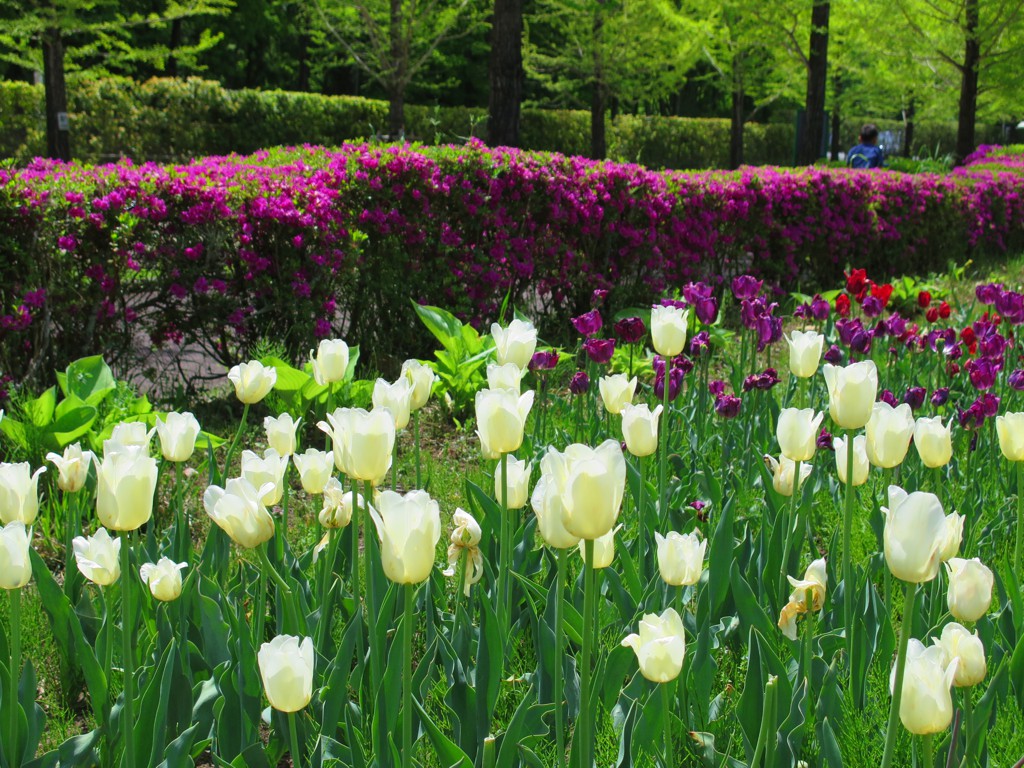 チューリップ開花状況 ５月５日　終わり際