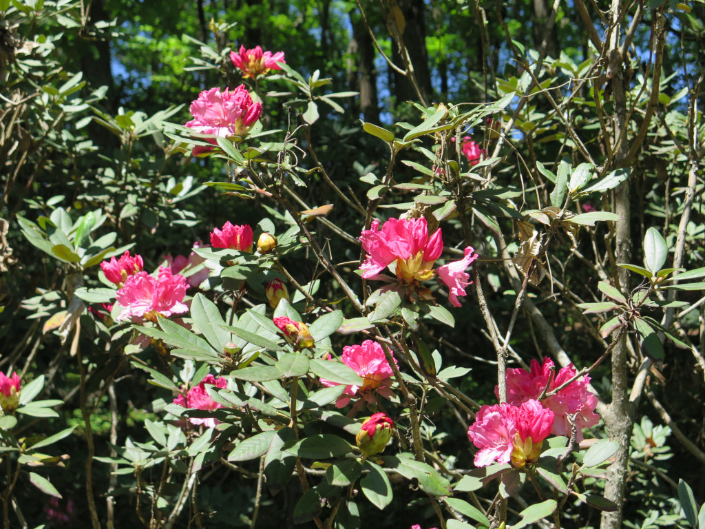 シャクナゲの開花状況　５月８日（４分）