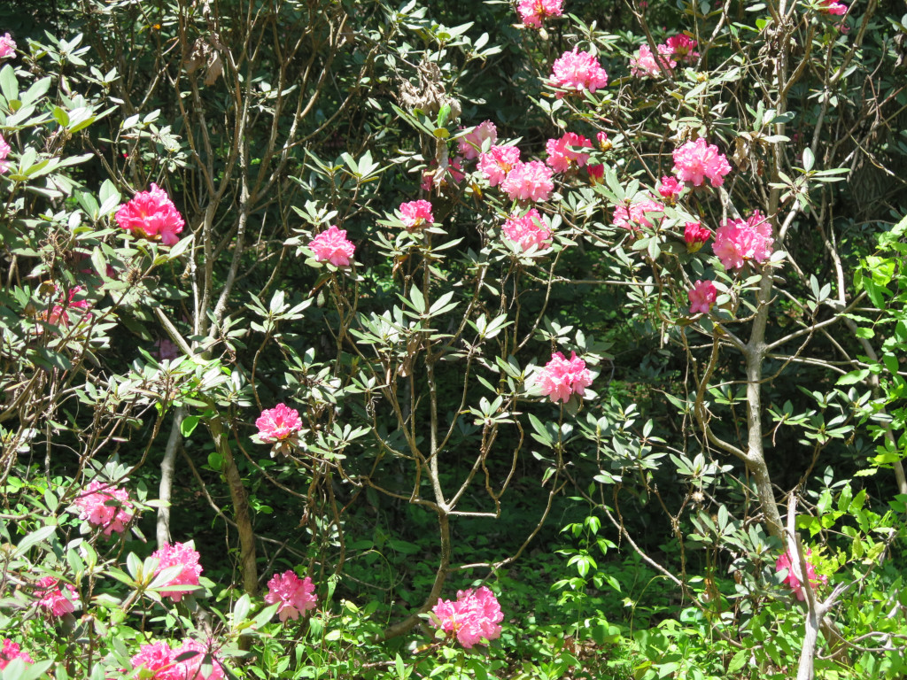 シャクナゲの開花状況　５月１０日（５分）