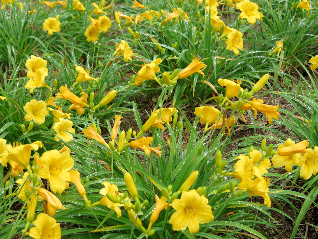 ヘメロカリス開花情報　6月8日　もうすぐ見頃